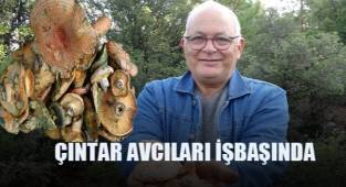 Çıntar avcıları işbaşında