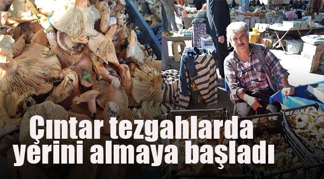 Çıntar tezgahlarda yerini almaya başladı