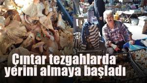 Çıntar tezgahlarda yerini almaya başladı