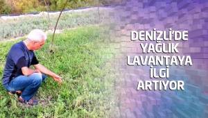 DENİZLİ'DE YAĞLIK LAVANTAYA İLGİ ARTIYOR