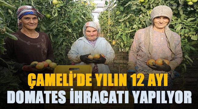 Domates Çameli'nin geçim kaynağı oldu