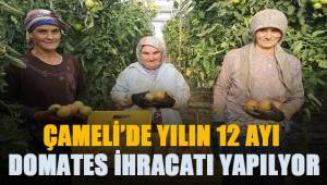 Domates Çameli'nin geçim kaynağı oldu