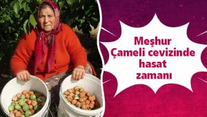 Meşhur Çameli cevizinde hasat zamanı