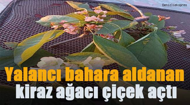 Yalancı bahara aldanan kiraz ağacı çiçek açtı