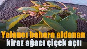 Yalancı bahara aldanan kiraz ağacı çiçek açtı