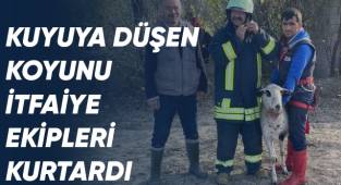 10 metrelik kuyuya düşen koyunu itfaiye erleri kurtardı