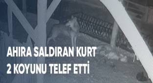 Ahıra saldıran kurt 2 koyunu telef etti