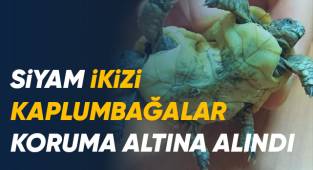 Beyaz cennette bulunan siyam ikizi kara kaplumbağaları koruma altına alındı