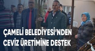 Çameli Belediyesi'nden ceviz üretimine destek