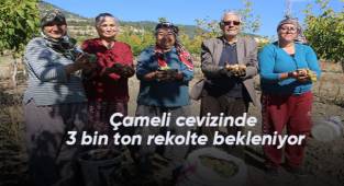 Çameli cevizinde 3 bin ton rekolte bekleniyor