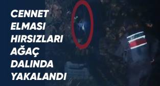 Cennet elması hırsızları ağaç dalında yakalandı