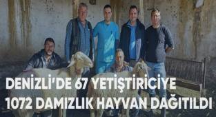 Denizli’de 67 yetiştiriciye toplam 1072 damızlık hayvan dağıtıldı