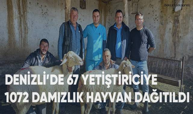 Denizli’de 67 yetiştiriciye toplam 1072 damızlık hayvan dağıtıldı