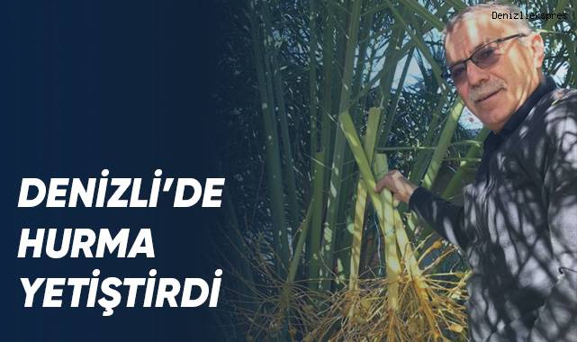 Denizli’de hurma yetiştirdi
