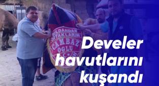 Develer havutlarını kuşandı