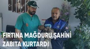 Fırtına mağduru şahini zabıta kurtardı