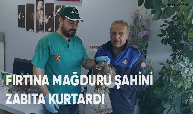 Fırtına mağduru şahini zabıta kurtardı