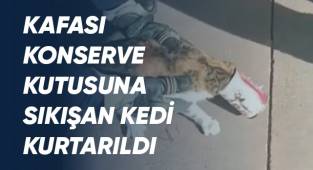 Kafasına konserve kutusu sıkışan kediyi itfaiye kurtardı