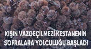 Kuyudan çıkartılan kestaneler tezgahlarda yerini almaya hazırlanıyor