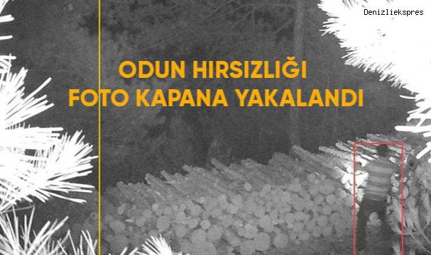 Odun hırsızlığı foto kapana yakalandı