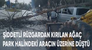 Şiddetli rüzgardan kırılan ağaç park halindeki aracın üzerine düştü