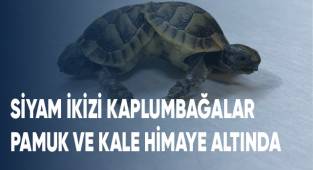 Siyam ikizi kaplumbağalar 'Pamuk' ve 'Kale' himaye altında