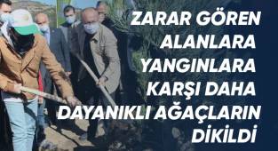 Yanan orman sahaları daha dayanıklı yeşerecek