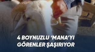 4 boynuzlu 'Mana' görenleri şaşırtıyor