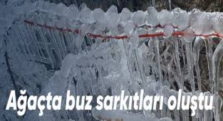 Ağaçta buz sarkıtları oluştu