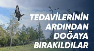 Baykuş ve kızıl şahin doğaya salındı