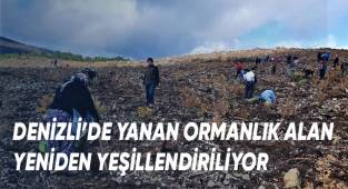 Çardak İlçesi'nde 600 bin fidan toprakla buluşuyor