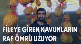 Fileye giren kavunların raf ömrü uzuyor
