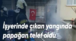 İşyerinde çıkan yangında papağan telef oldu