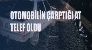 Otomobilin çarptığı at telef oldu