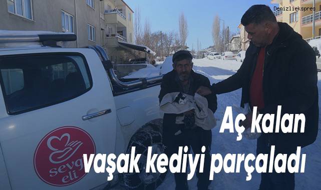 Aç kalan vaşak kediyi parçaladı
