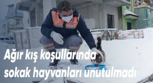 Ağır kış koşullarında sokak hayvanları unutulmadı