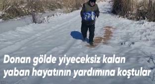 Donan gölde yiyeceksiz kalan yaban hayatının yardımına koştular