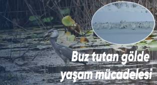 Gri Balıkçıllar donan Süleymanlı Gölü'ndeki buzların arasında balık avladı