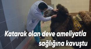 Katarak olan deve ameliyatla sağlığına kavuştu
