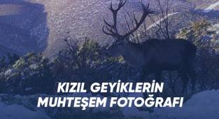 Kızıl geyiklerin muhteşem fotoğrafı belgeseli aratmadı