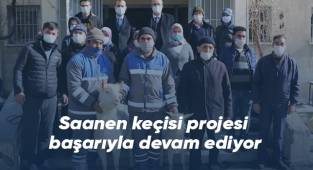 Saanen keçisi projesi başarıyla devam ediyor