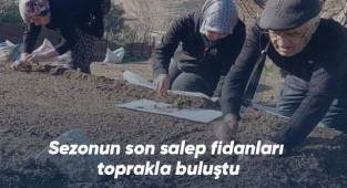 Sezonun son salep fidanları toprakla buluştu