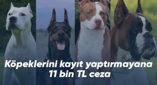 Tehlikeli köpek ırkları için son kayıt tarihi 14 Ocak