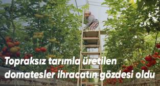 Topraksız tarımla üretilen domatesler ihracatın gözdesi oldu