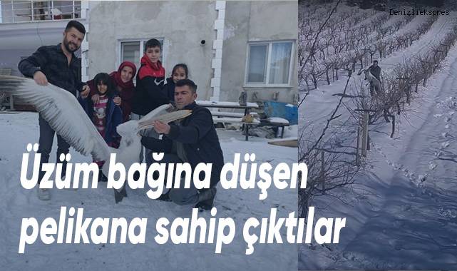 Üzüm bağına düşen pelikana sahip çıktılar