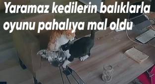 Yaramaz kedilerin balıklarla oyunu pahalıya mal oldu