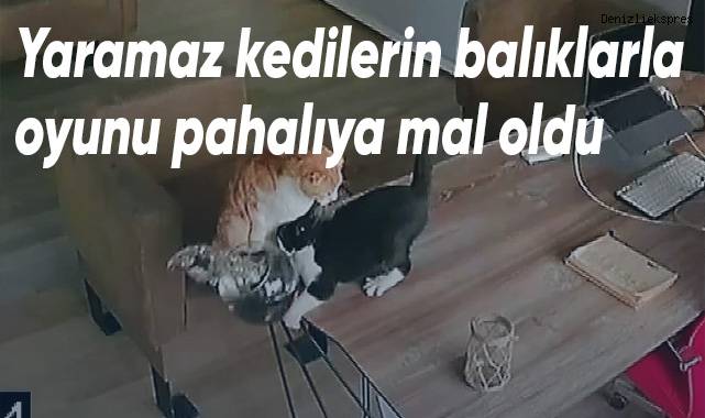 Yaramaz kedilerin balıklarla oyunu pahalıya mal oldu
