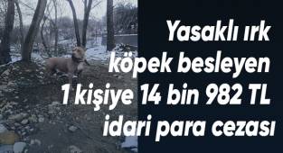 Yasaklı ırk köpek besleyen 1 kişiye 14 bin 982 TL idari para cezası