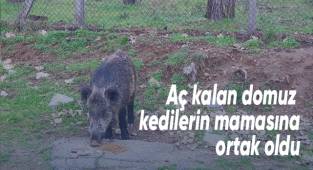 Aç kalan domuz kedilerin mamasına ortak oldu