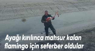Ayağı kırılınca mahsur kalan flamingo için seferber oldular